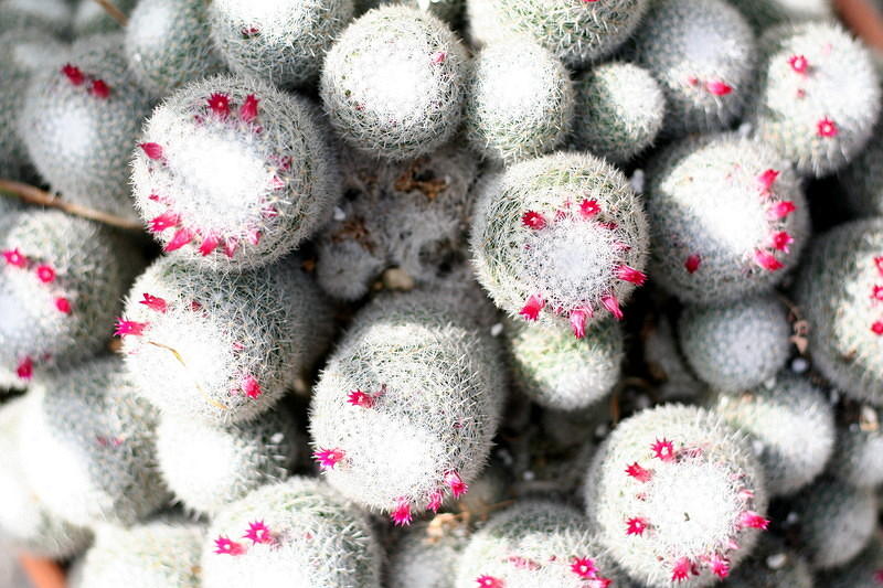 Atlanta Cacti