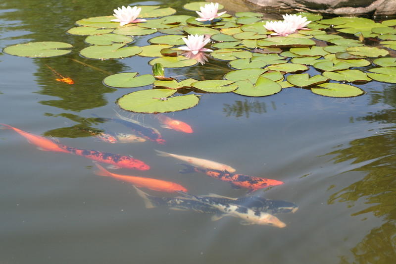 The fish Ryder attracted