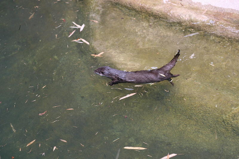 Out for a swim
