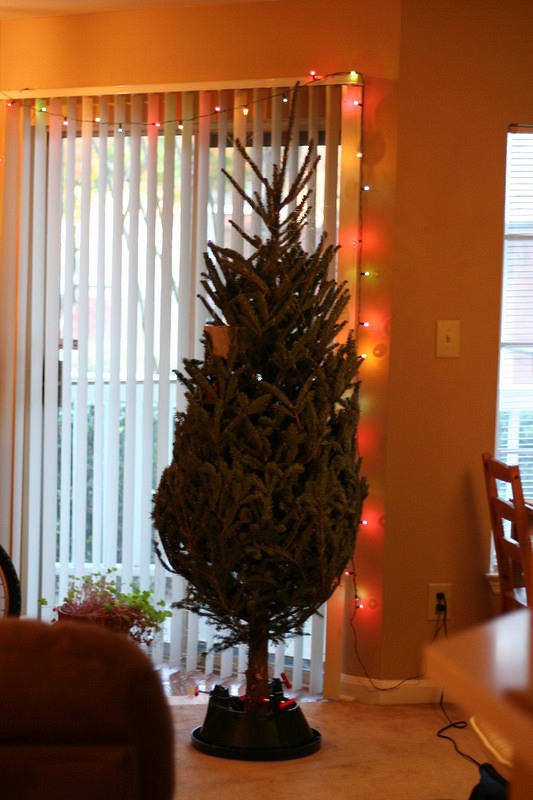 My Christmas tree, pre-unbending
