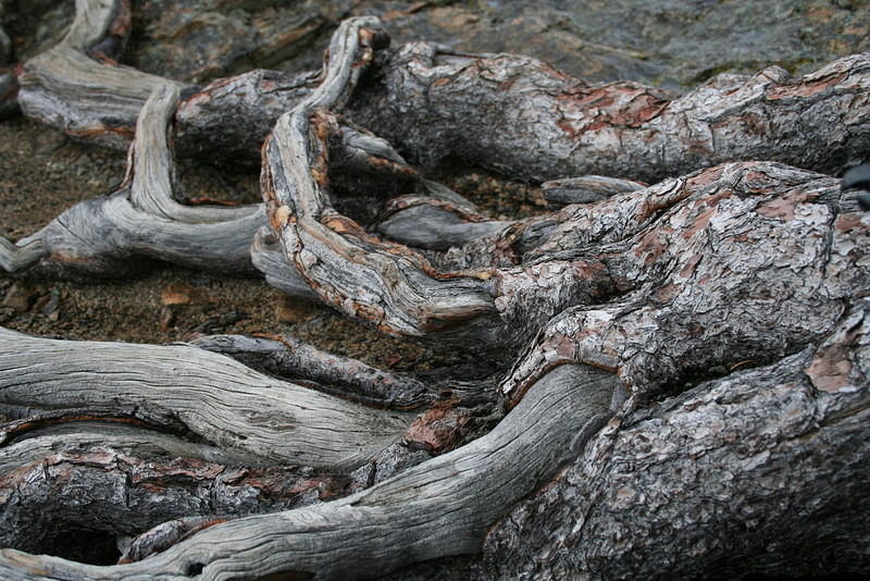 Tree roots