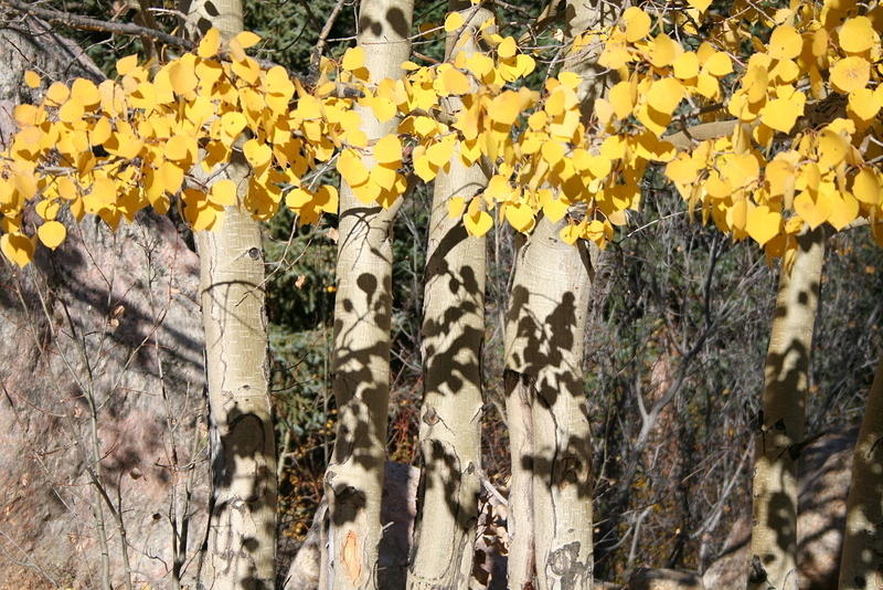 Aspen leaves & their shadows
