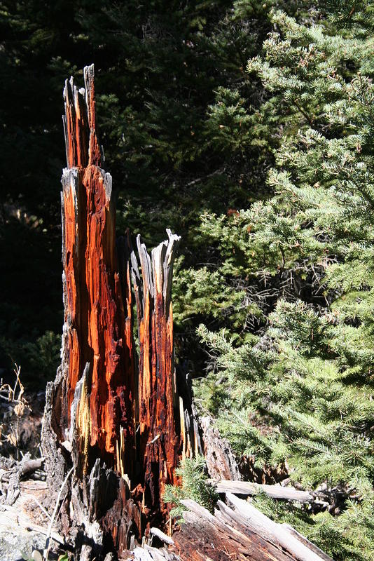 Tree stump
