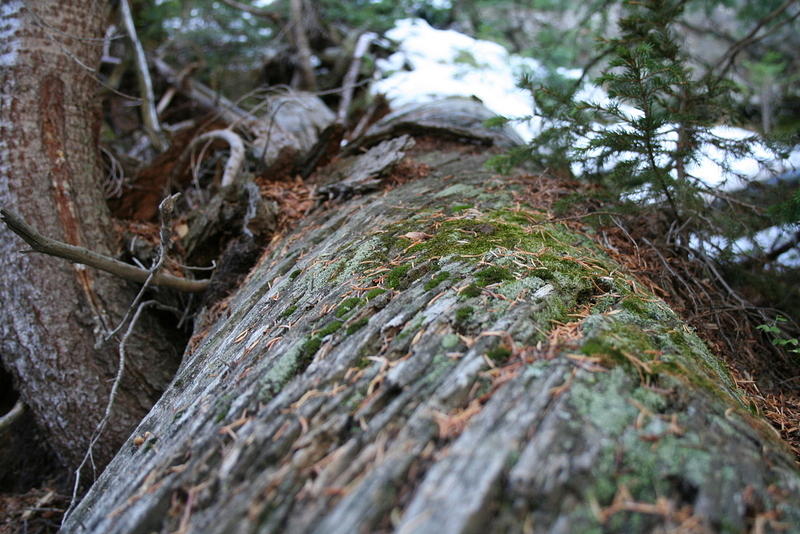 Twisted tree
