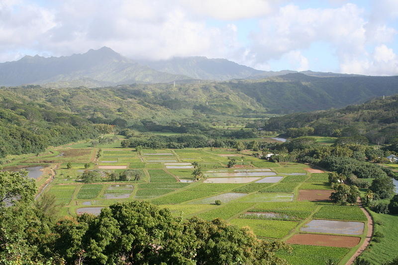 Taro fields