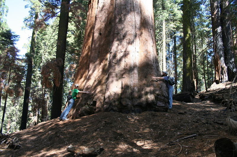 hugging a sequoia