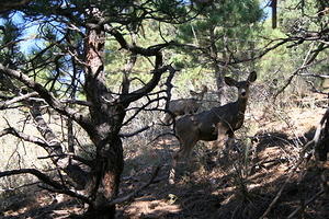 Mule deer on our hike in Golden, CO