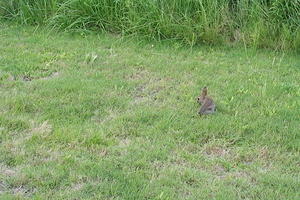 This bunny lived in our yard