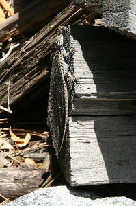 Blue bellied lizard (technically a western fence lizard, I think)