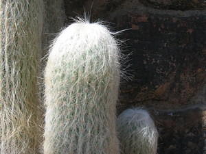 Old Man Cactus (its real name!)