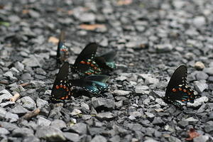 A strange population of butterflies, camped out in the gravel parking lot