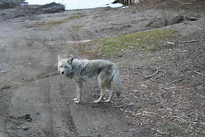 A beggar coyote. He was here when we drove up... and when we drove down